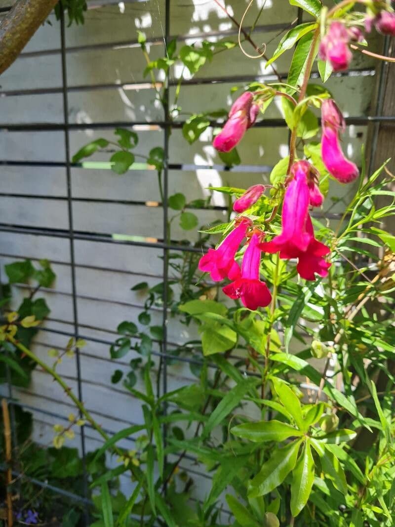 Penstemon barbato 7