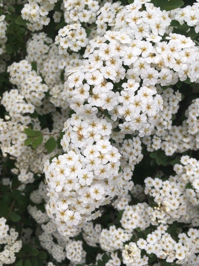 Spiraea media 5