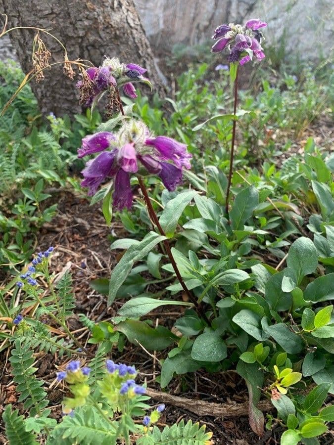 Penstemon 12