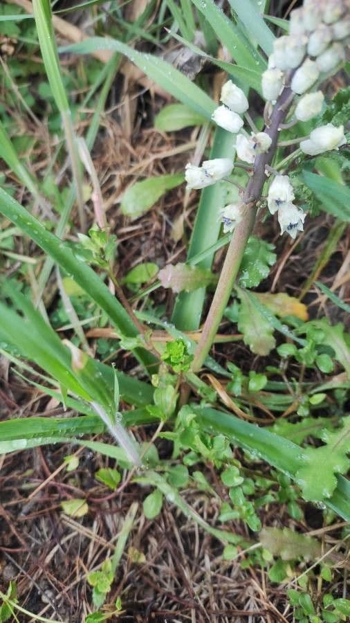 Bellevalia romana 16