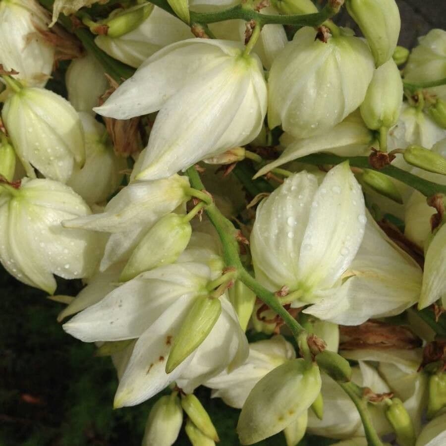 Schopf-Yucca 10