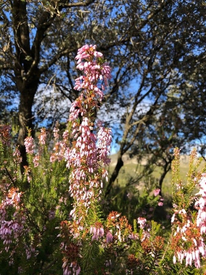 Erica multiflora 28