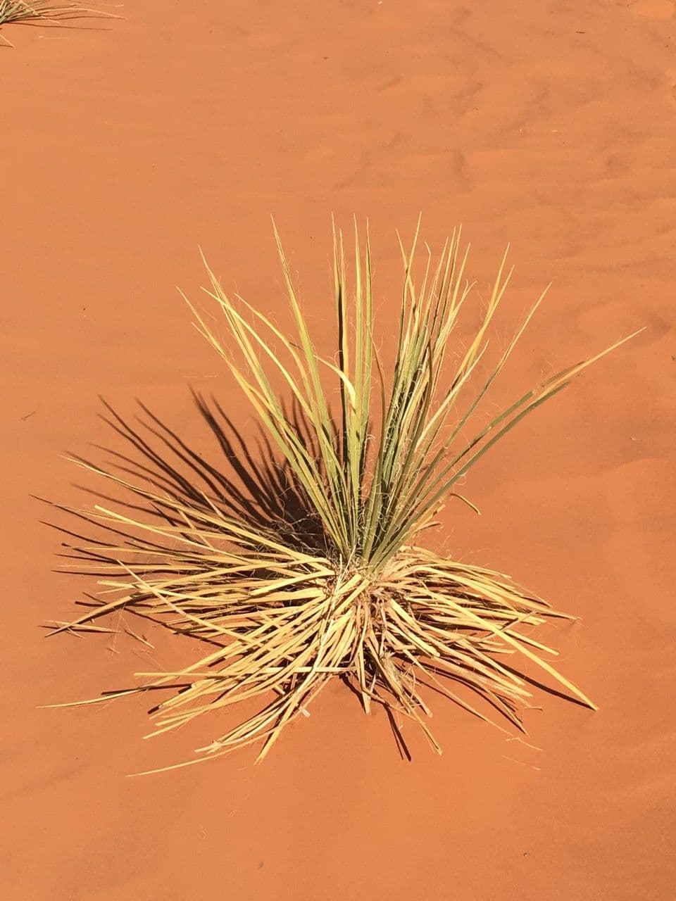 Schmalblättrige Yucca 16