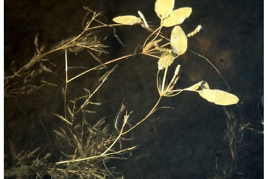 Gras-Laichkraut 10