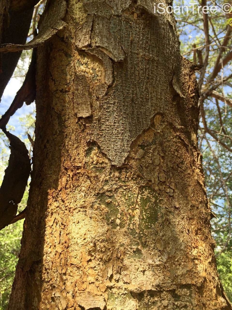Albizia 10