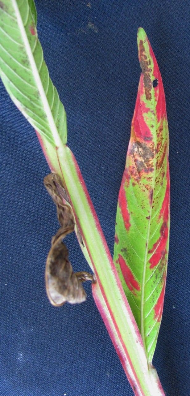 Ludwigia decurrente 2