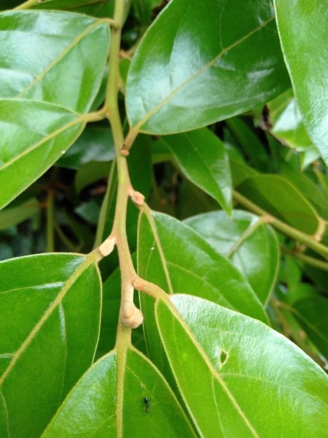 Ocotea 3