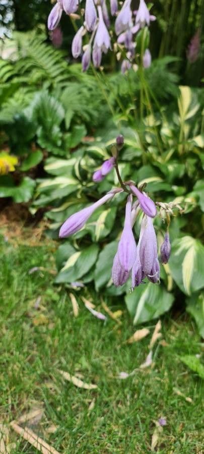 Hosta 10