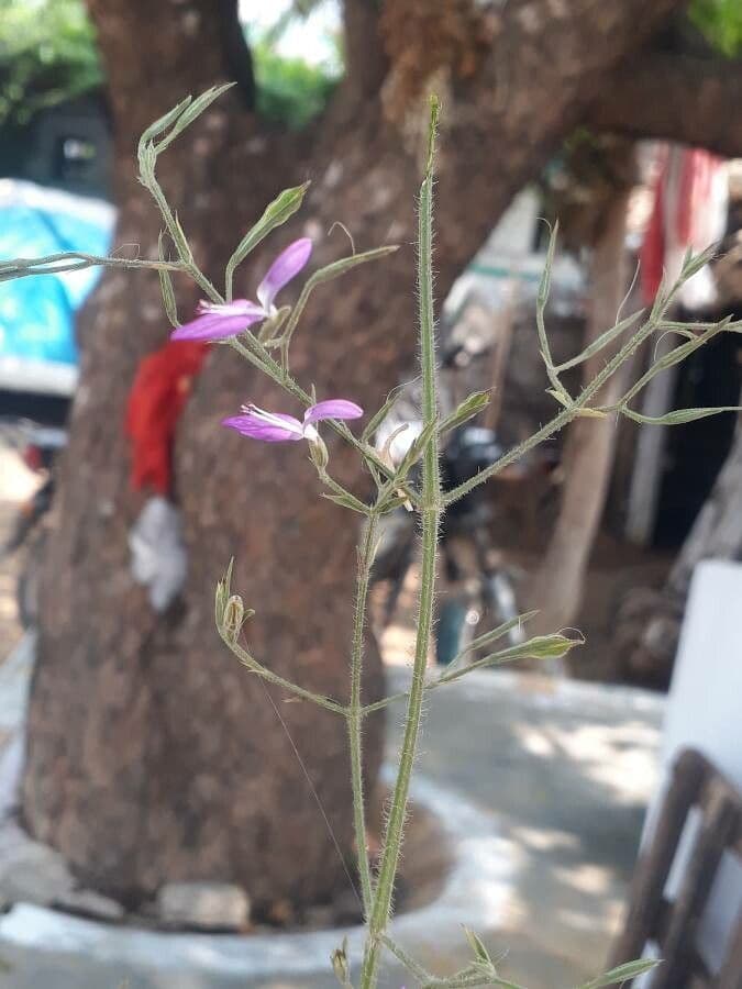 Dicliptera resupinata 3