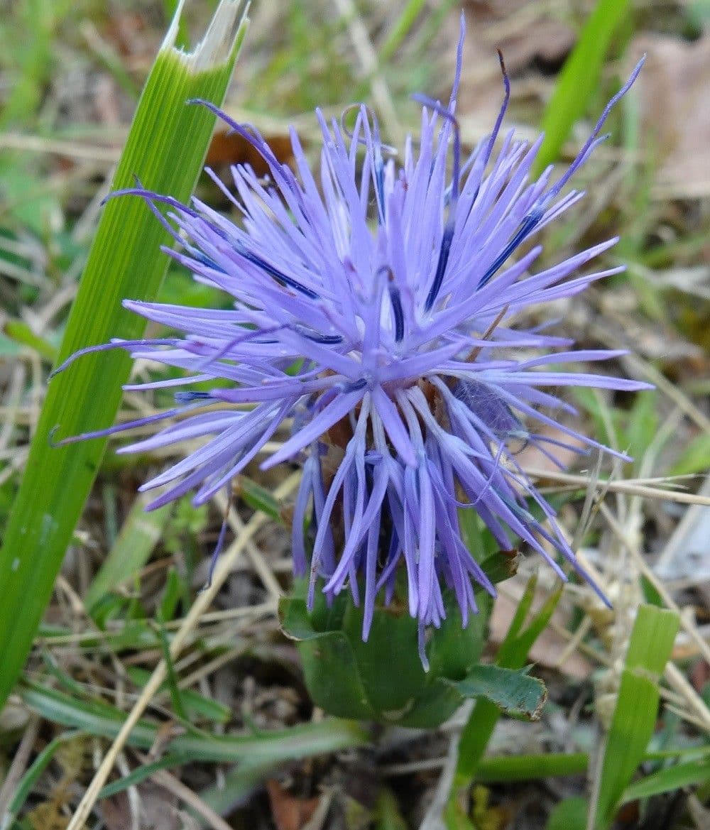 Sanftdistel 5
