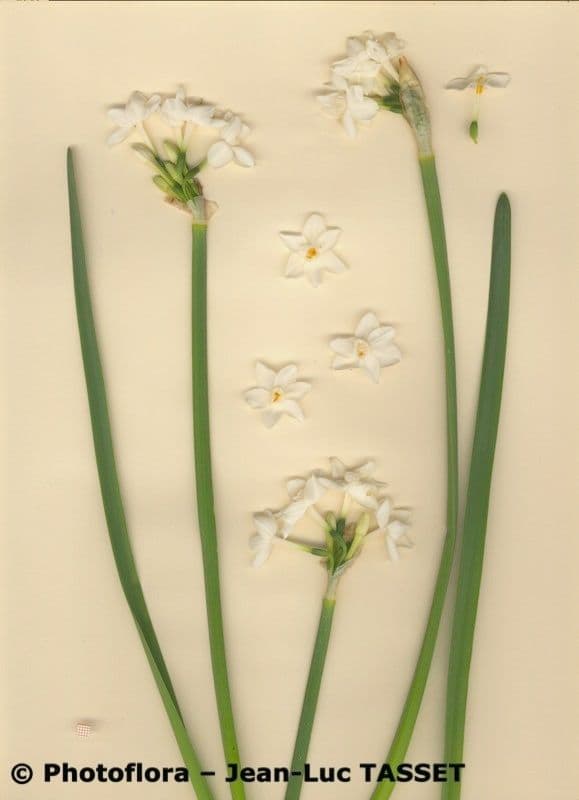 Papierweißes Osterglöckchen 26