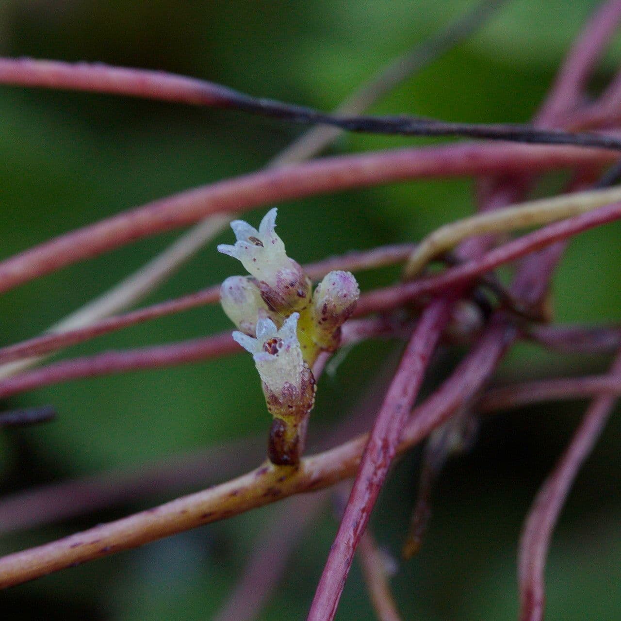 Cuscuta del luppolo