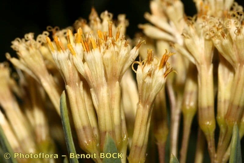 Kleinia