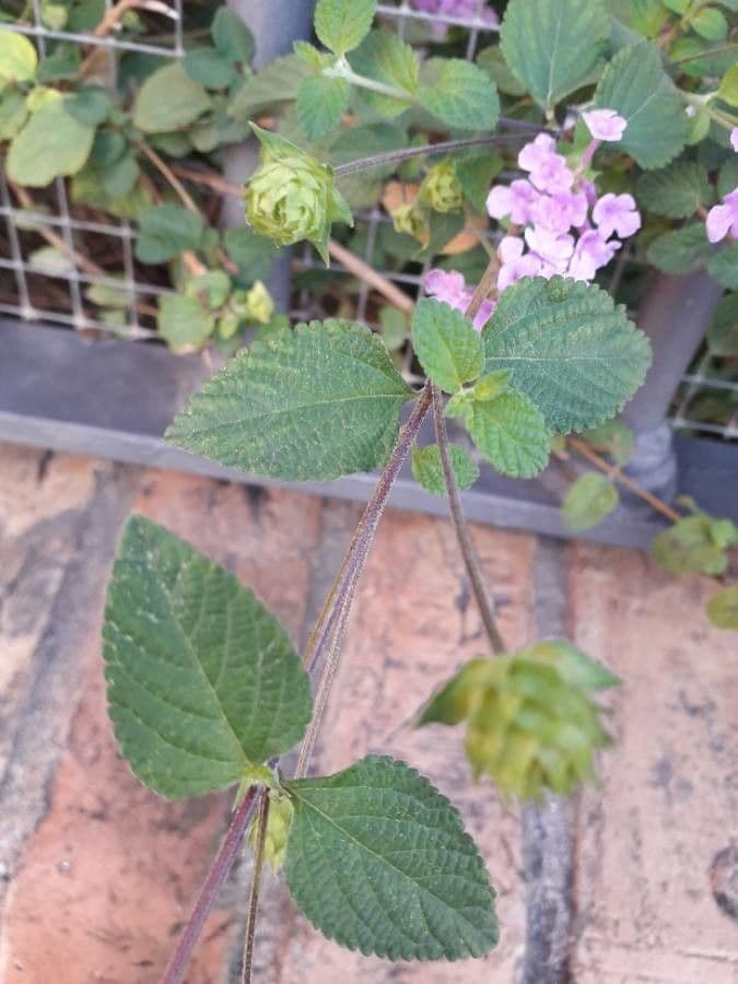 Lantana 17