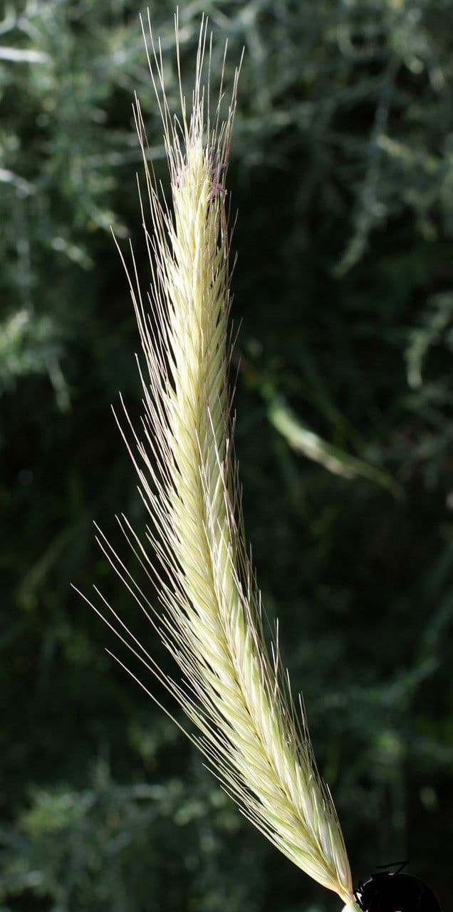 Orzo bulboso 7