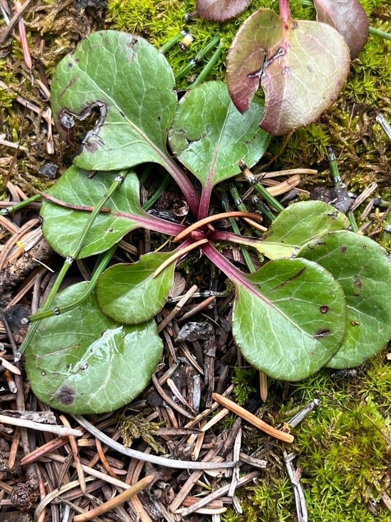 Pirolo asariforme 14
