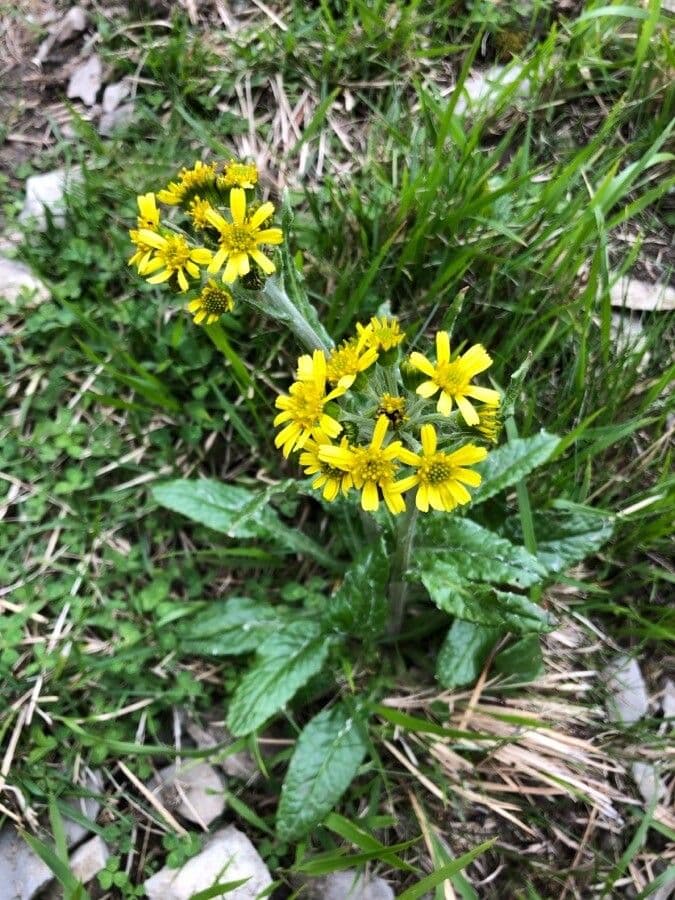 Tephroseris helenitis 11