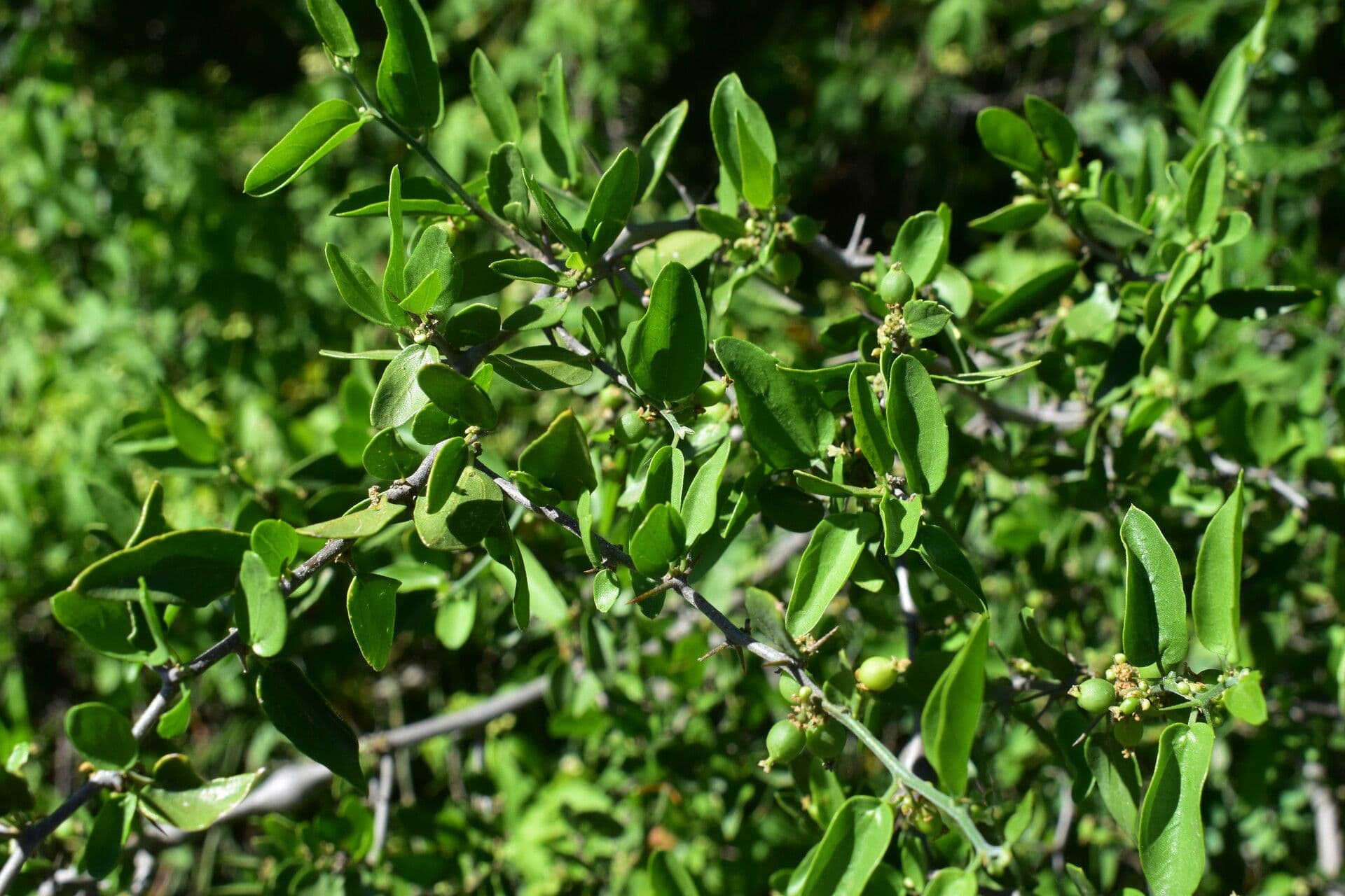 Pachysandra 8