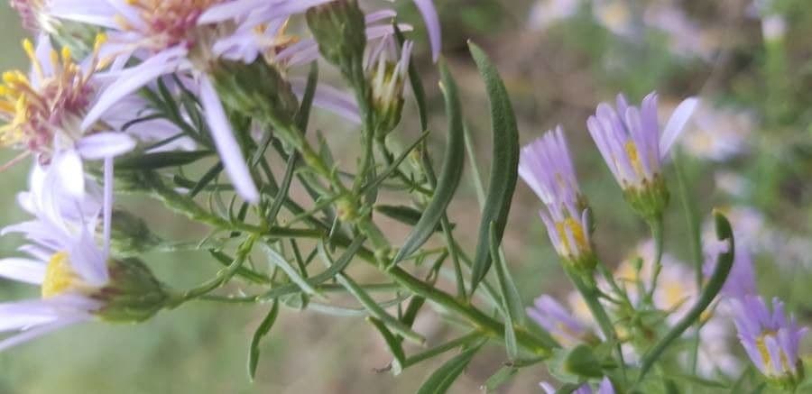 Galatella sedifolia 18