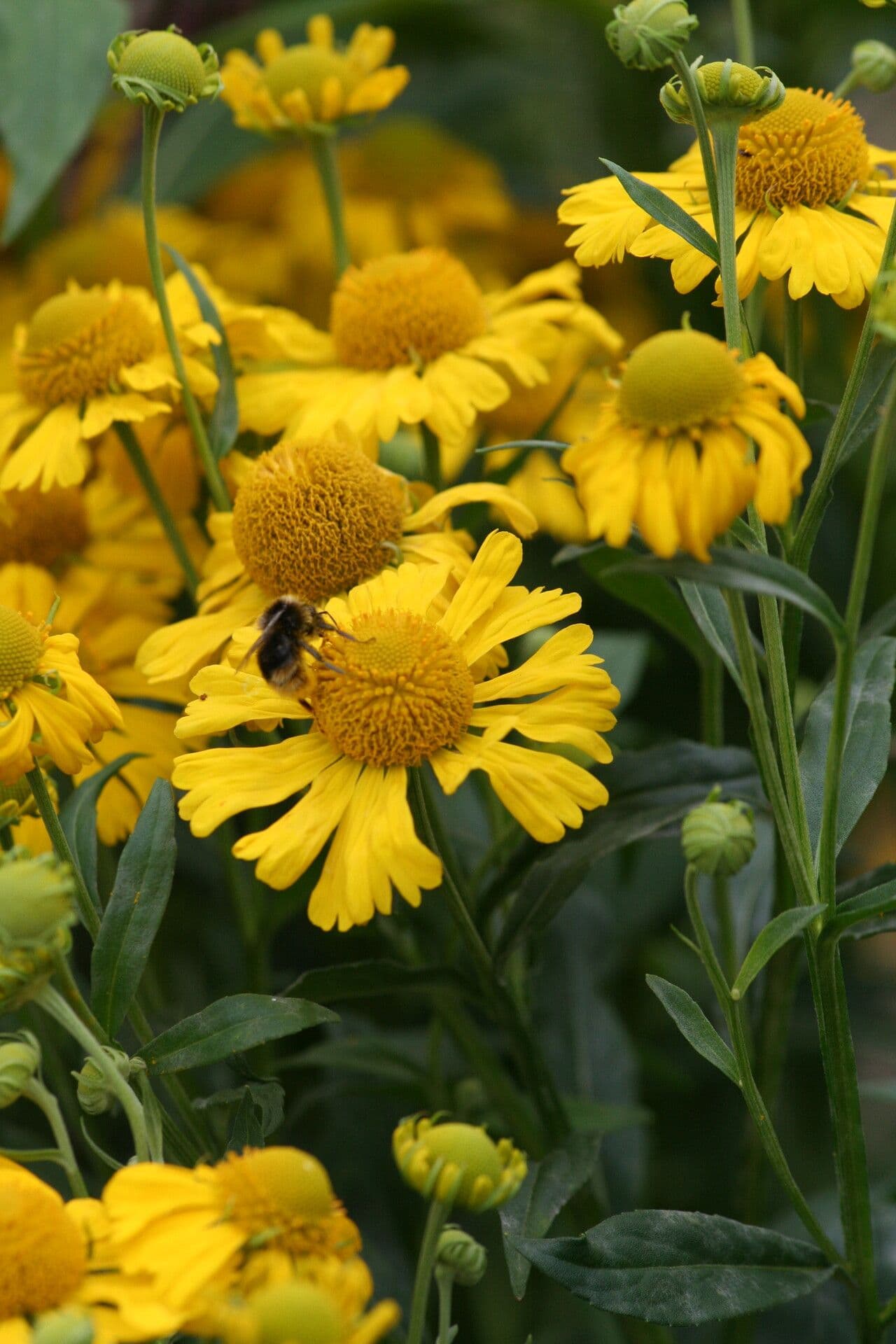 Helenium di Bigelow