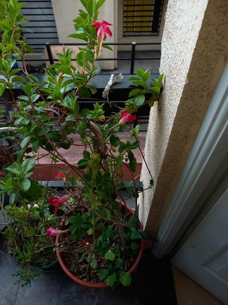 Mandevilla 11