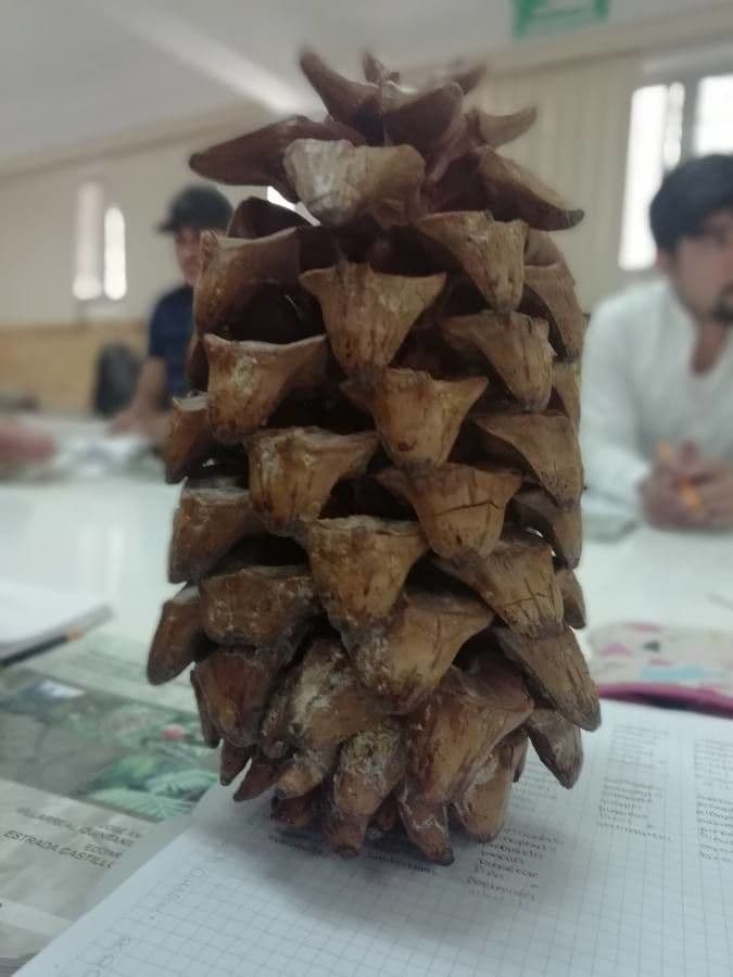 Maxi-Pinie