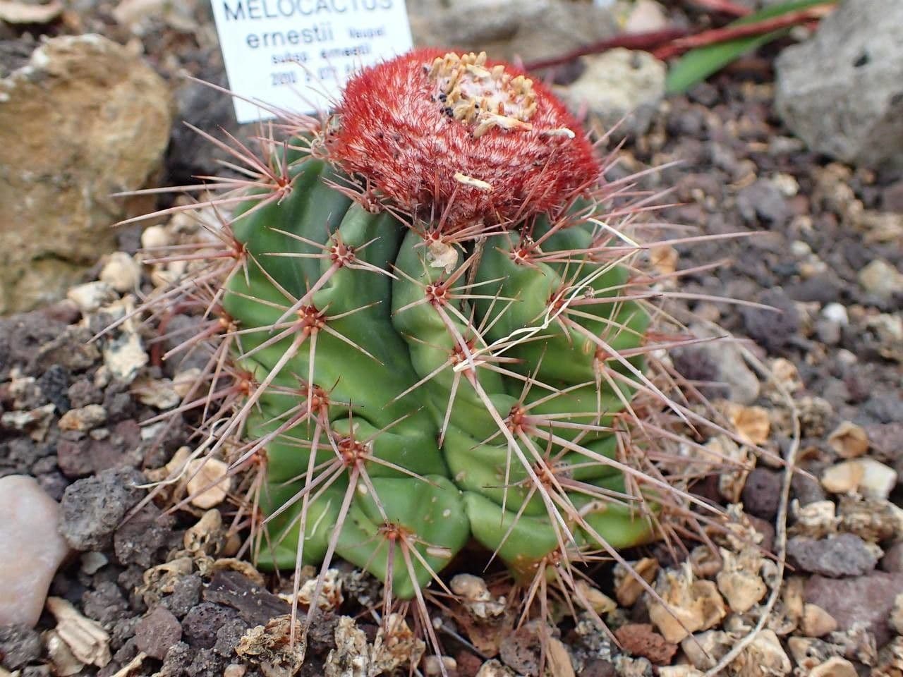 Melocactus 6