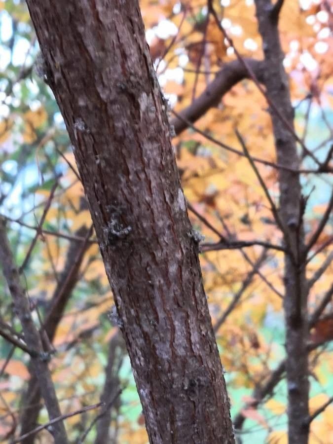Albero dei piumini 18