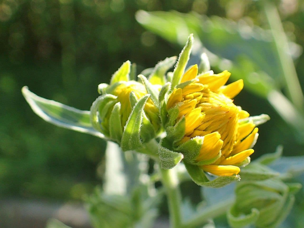 Sonnenwende 2