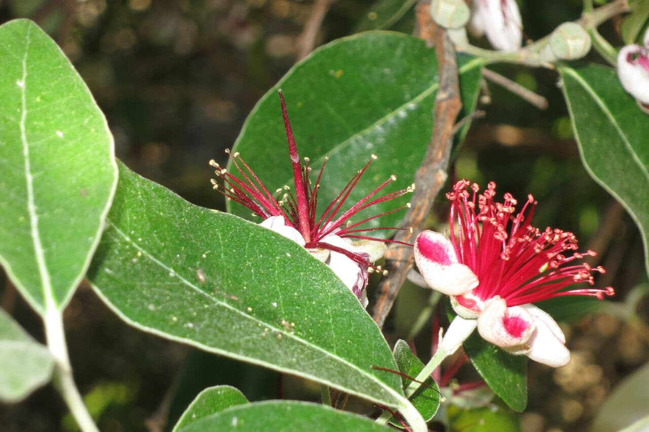 Feijoa 28