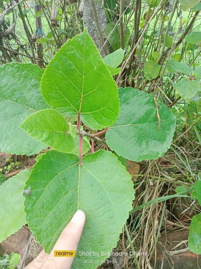 Rundblättrige Dombeya 18