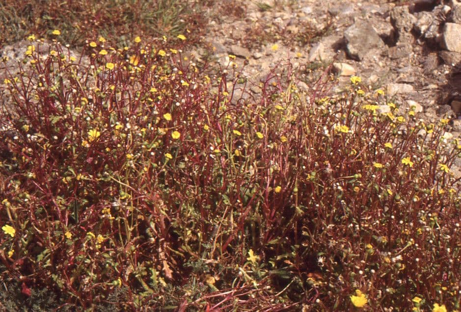 Senecio transitorio 6