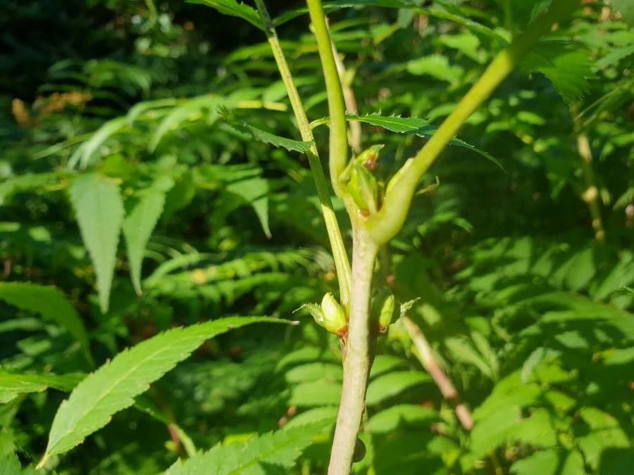 Sorbaria 27