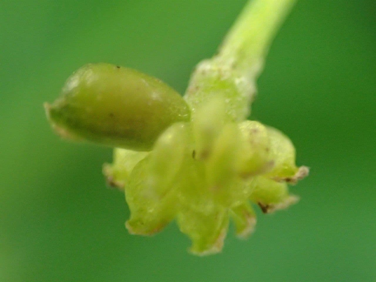Flámula 3