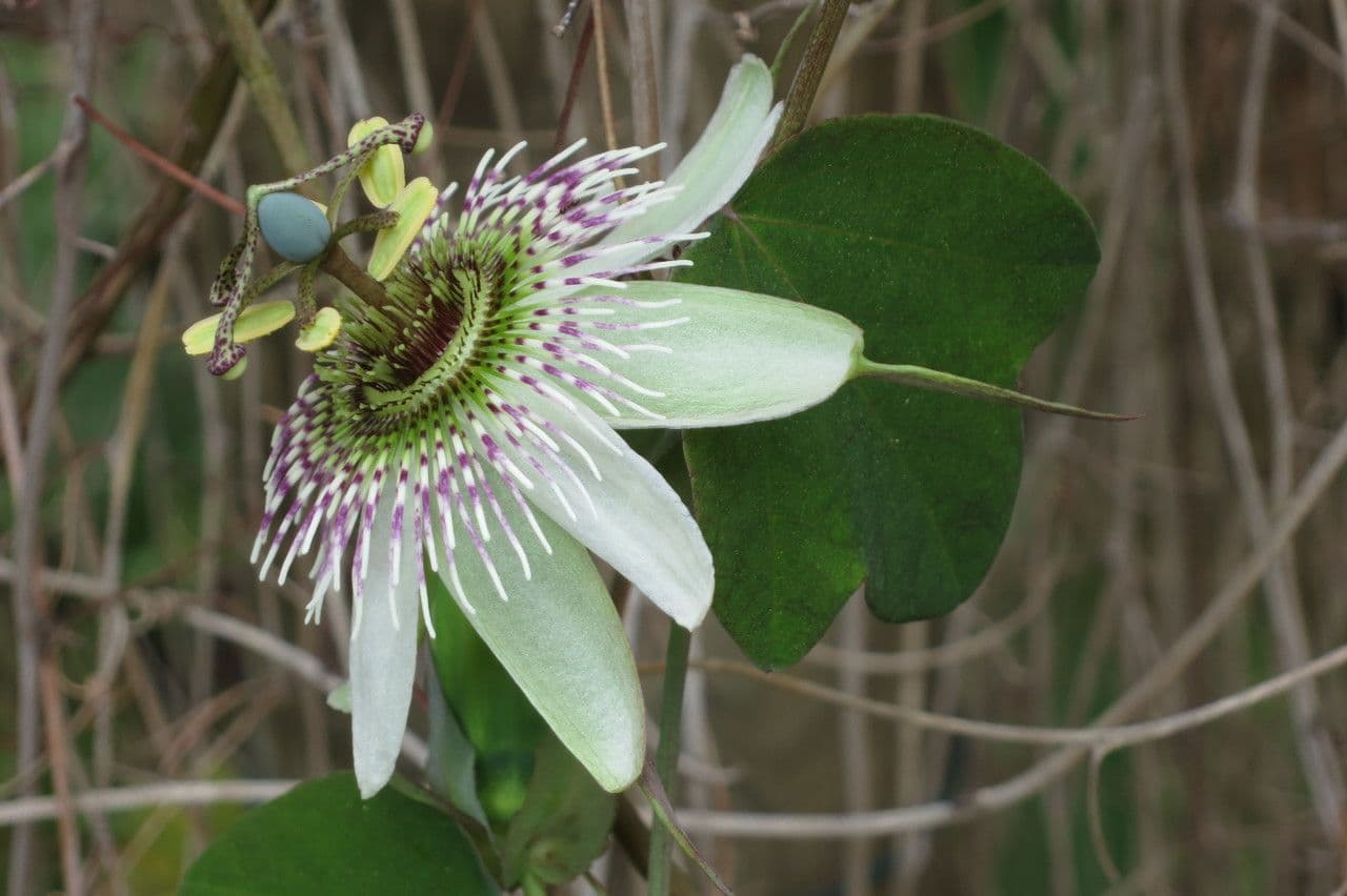 Passiflora 5