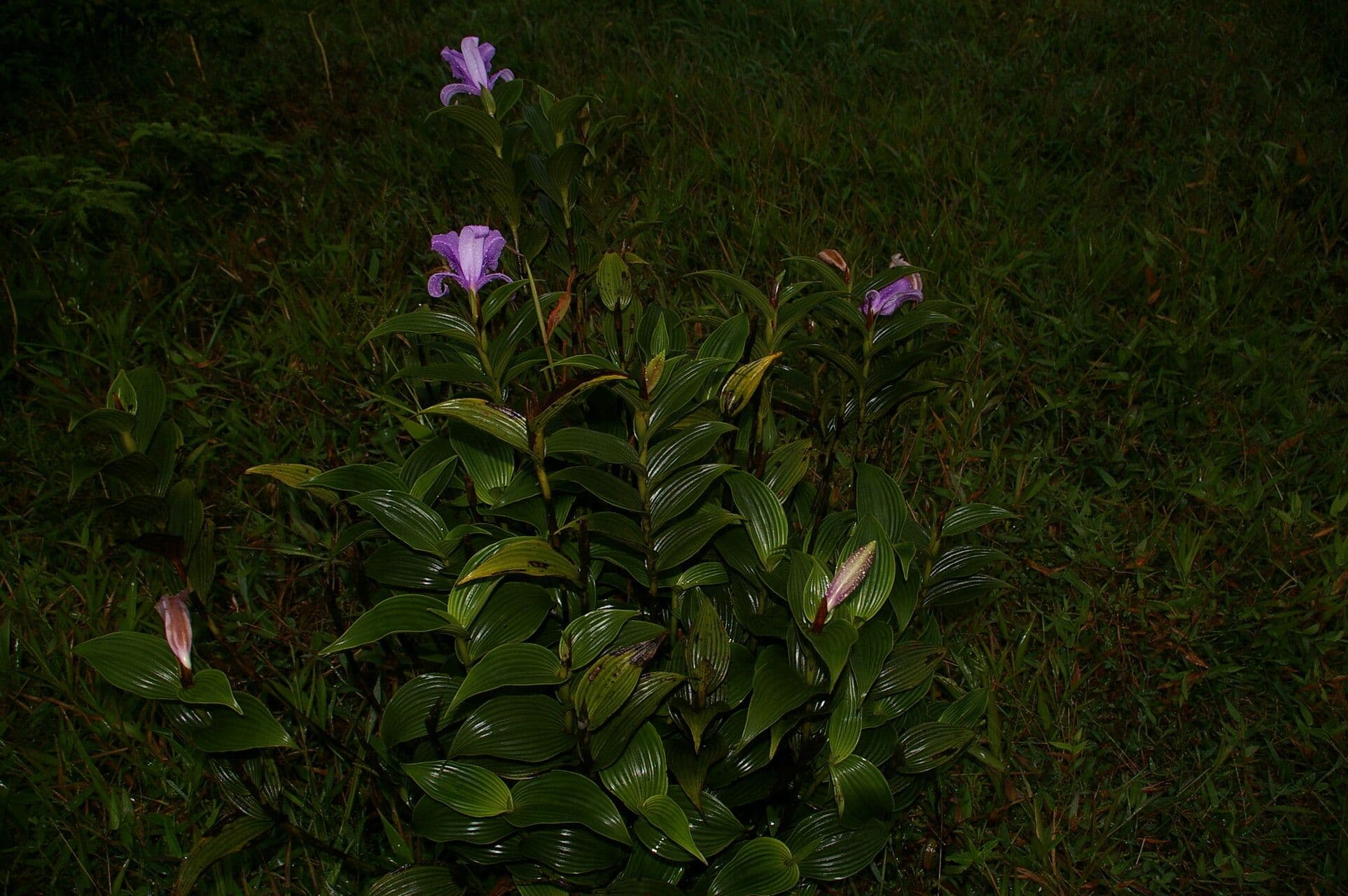 Sobralia 6