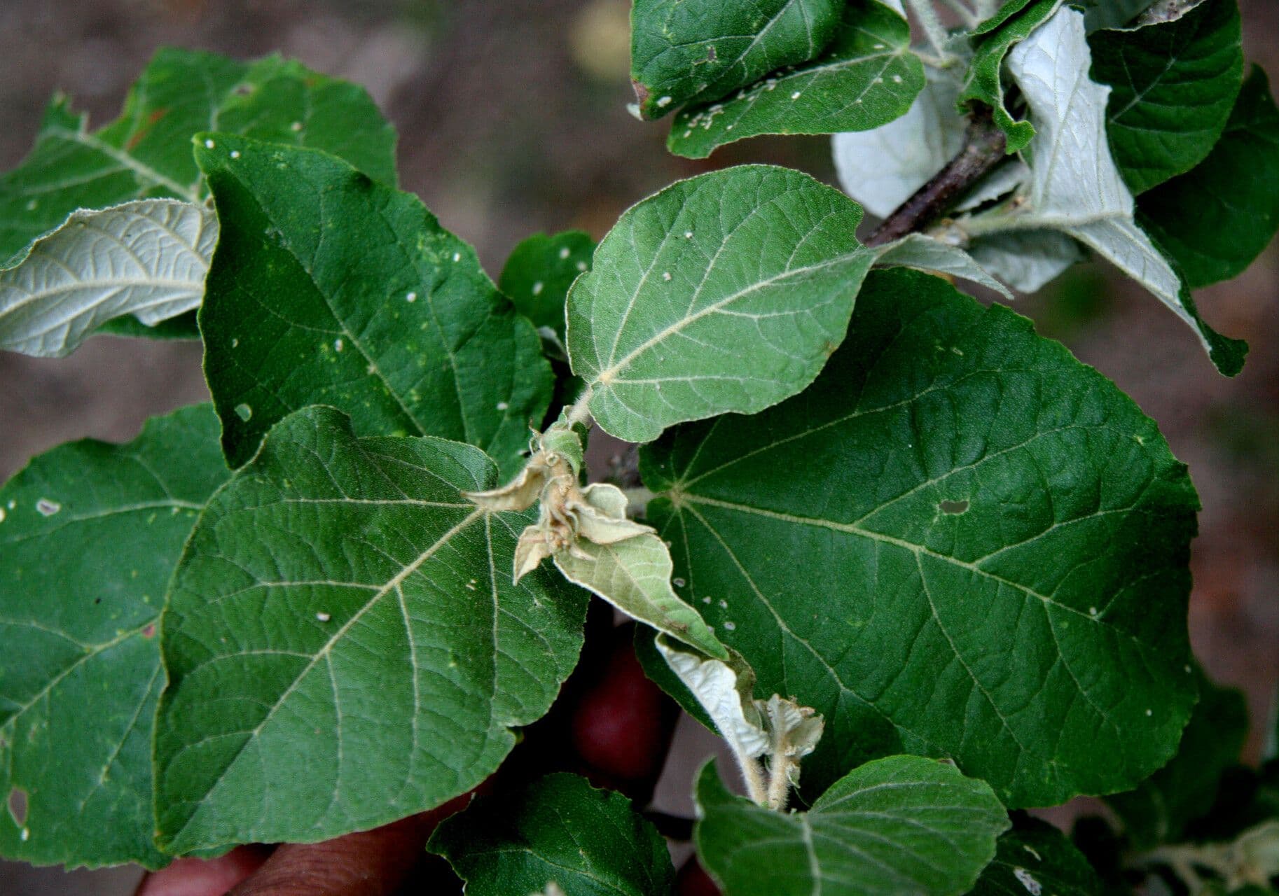 Croton 6