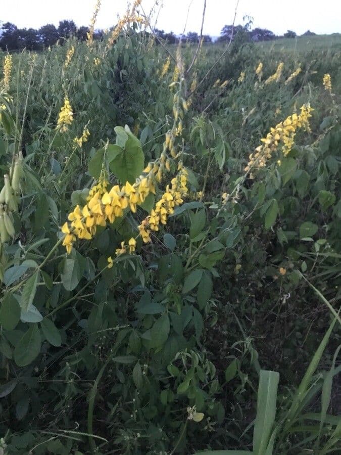 Crotalaria trichotoma 4