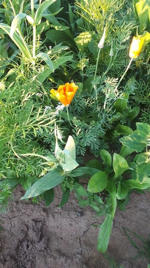 Kalifornischer Mohn 28