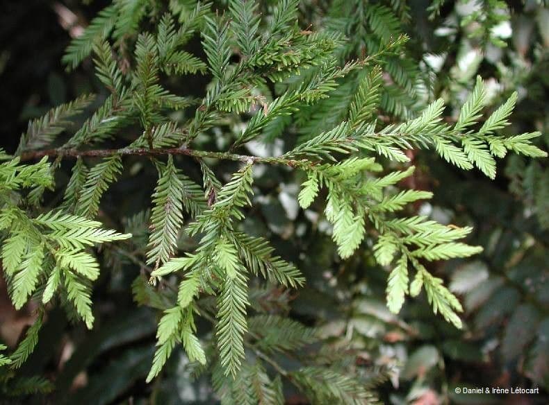 Dacrycarpus 7