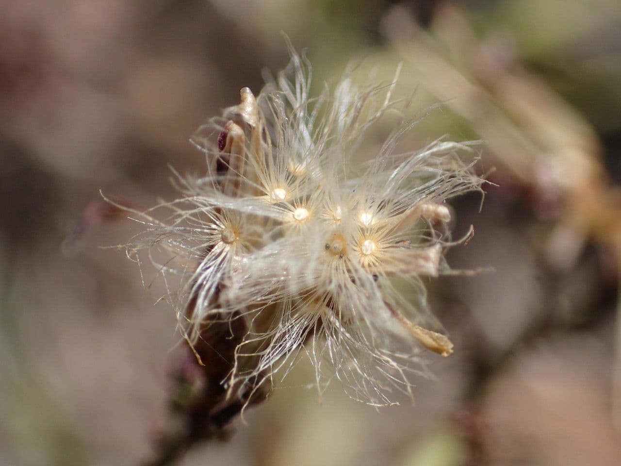 Lattuga palmata 5