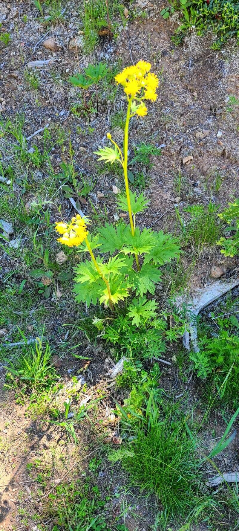 Ligularia 9