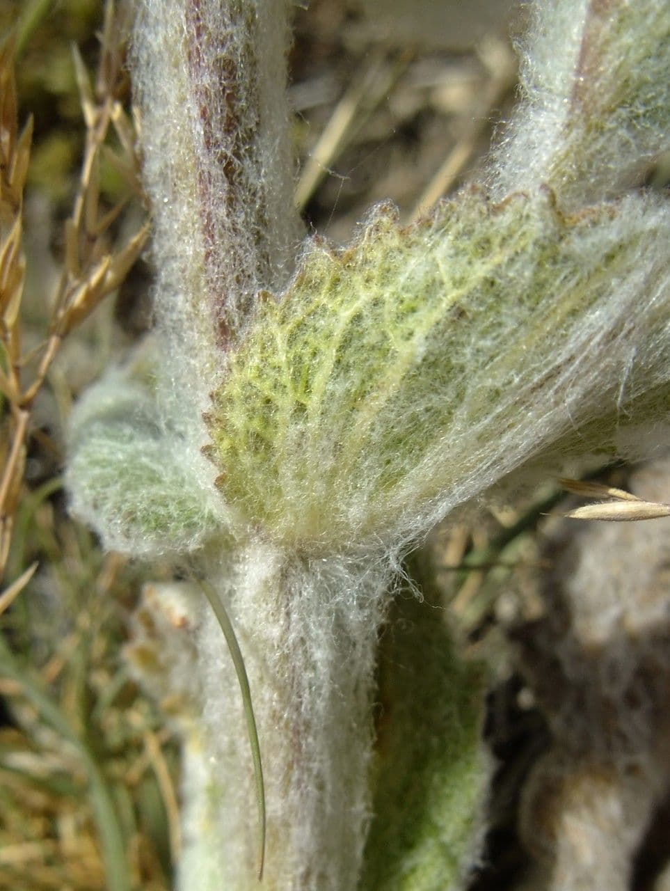 Salvia etiope 22