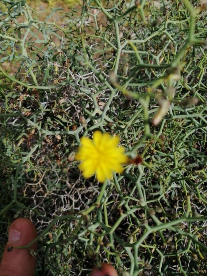 Launaea arborea 9