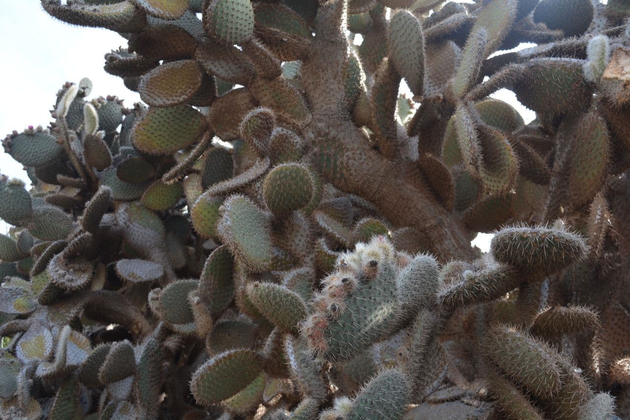 Opuntia pilifera 12
