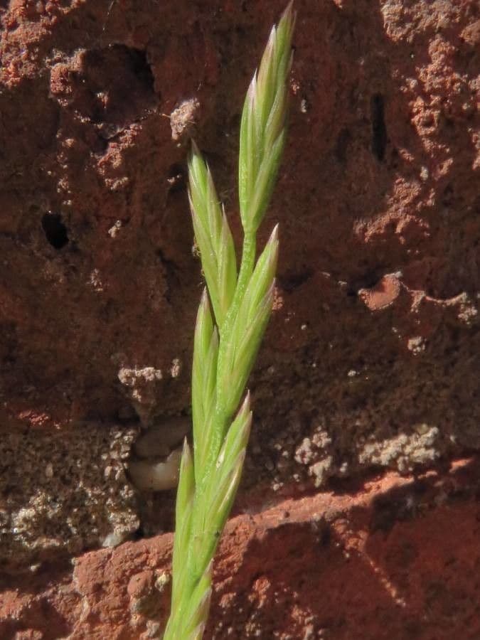 Loglio perenne 20
