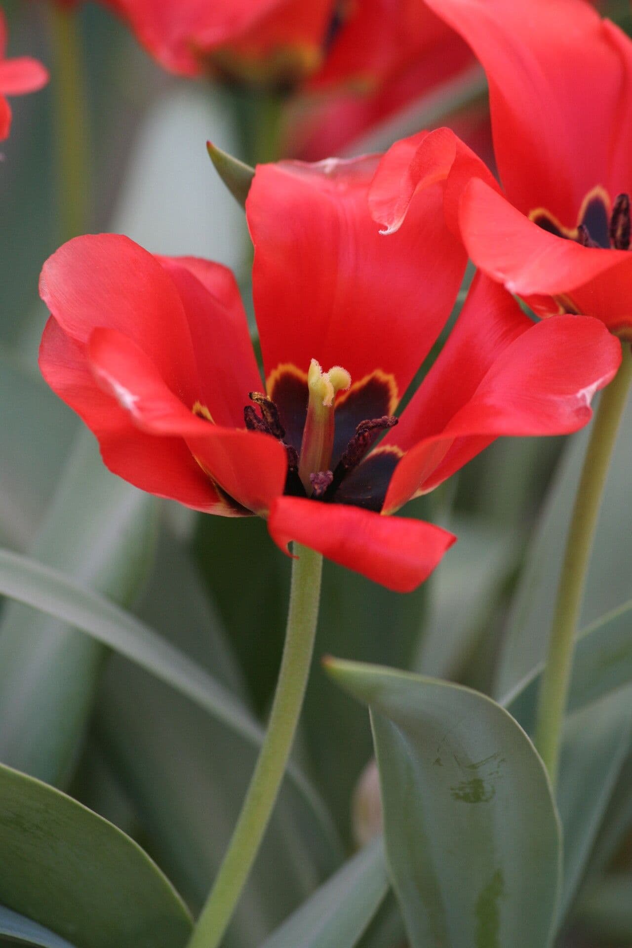 Tulipano 3