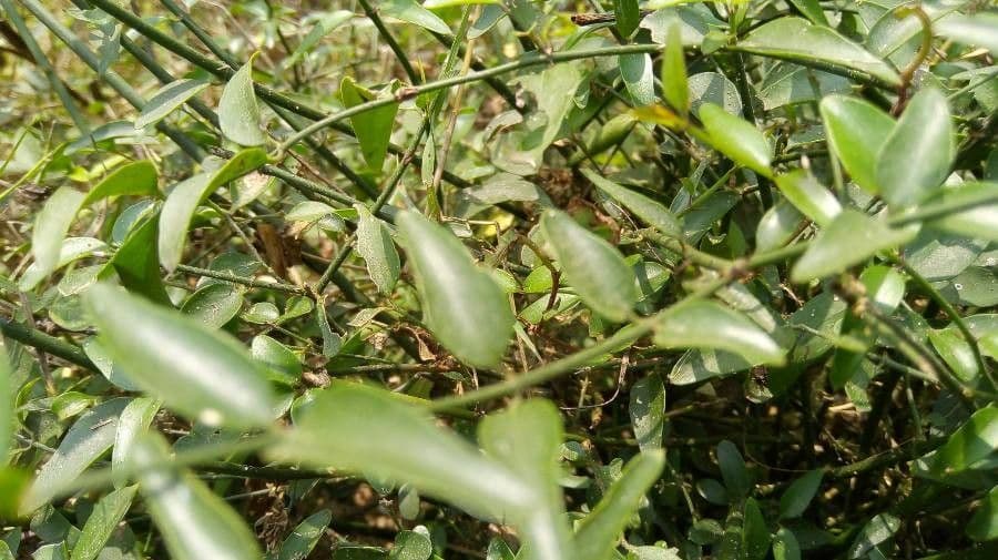 Dattier du désert 16