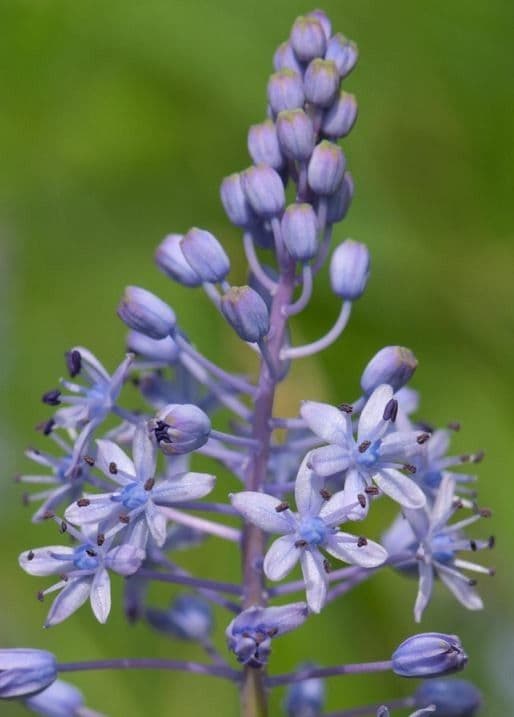 Scilla dalmatica 5