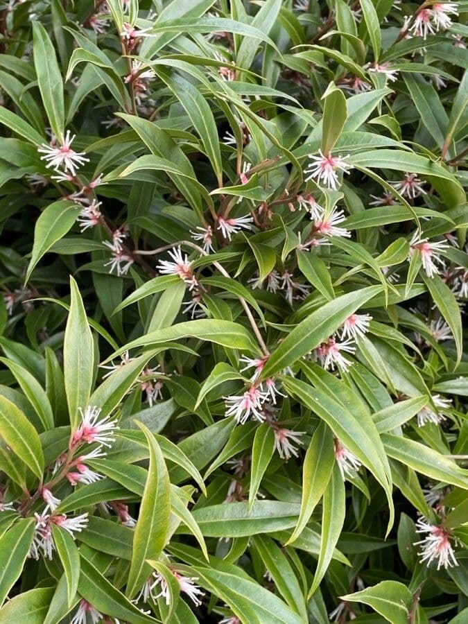 Sarcococca orientale 12
